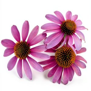 Hittin the Trail Minnesota Travel Guide Kindle Book-0